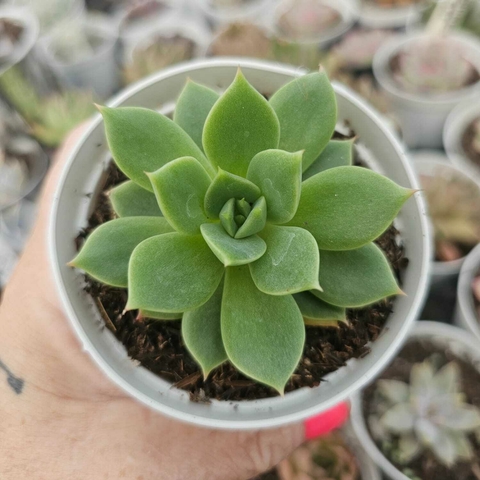 ECHEVERIA AKSU (PT 9)