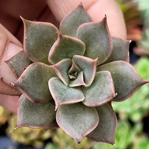 ECHEVERIA MENSA (PLUG)