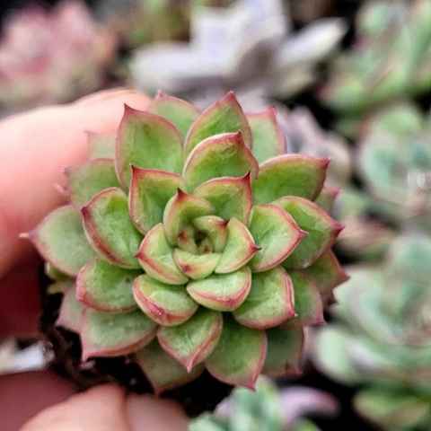 ECHEVERIA MEBINA (PLUG)