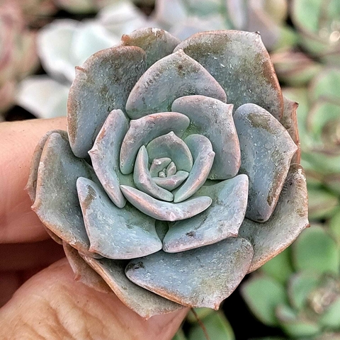 ECHEVERIA VENEZUELENSIS (PLUG)