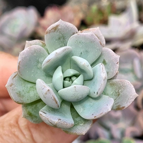 ECHEVERIA SEET EVA (PLUG)