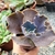 ECHEVERIA GIBBIFLORA BRYAN (PT 9) - comprar online