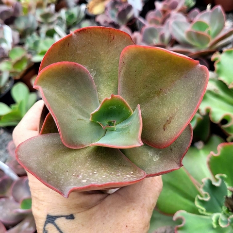 ECHEVERIA GIBIFLORA KUSHALA (PT 9) CARANCULAS