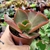 ECHEVERIA GIBIFLORA HUSHALA (PT 9) CARANCULAS - comprar online