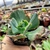 ECHEVERIA GIBBIFLORDA HARRY BUTTERFIELD (PT 9) CARUNCULAS - comprar online