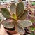 ECHEVERIA GIBBIFLORA HIBRIDA (PT 9) na internet