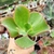 ECHEVERIA GIBBIFLORA EASTER BONNET (PT 9) - comprar online