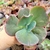 ECHEVERIA GIBB. CRISANTIDE (PT 9) na internet