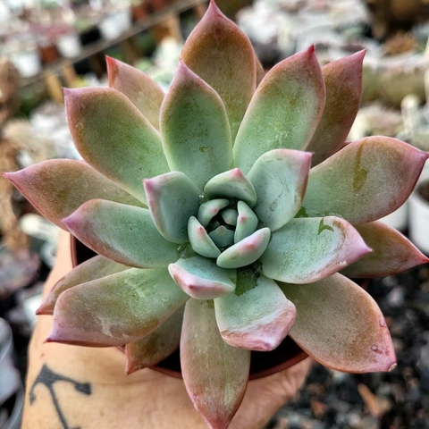 ECHEVERIA COLORATA BRANDTII (PT 9)