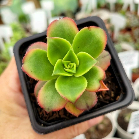 AEONIUM KIWI (PT 7)