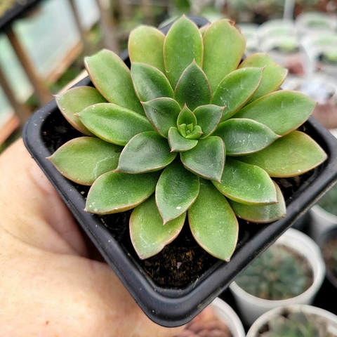 ECHEVERIA SANGUINEA (PT 7)