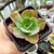 ECHEVERIA BLUE WAVES (PT 7)
