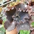 ECHEVERIA GIBB. THANOS (PT 9) CARUNCULAS - comprar online