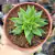ECHEVERIA CALDERONIAE (PT 9) - Flor da Manhã