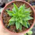 ECHEVERIA CALDERONIAE (PT 9) na internet