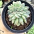 ECHEVERIA APUS CRISTATA (PT 9) 2 - loja online