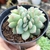 ECHEVERIA APUS CRISTATA (PT 9) 2 - comprar online