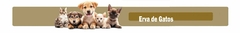 Banner da categoria Erva de Gatos