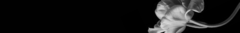 Banner da categoria Basic | Maison Exclusive