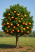 Muda Laranja Umbigo 70cm - Frutífera Cítrus Navelina - Comercial Koch