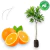 Muda Laranja Umbigo 70cm - Frutífera Cítrus Navelina - comprar online