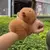 Pelúcia Pulseira Capivara na internet