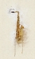 Boquilha de Sax Tenor 