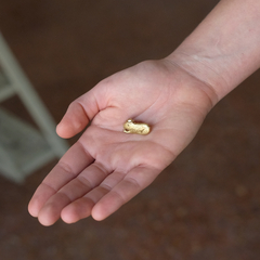 Pin carpincho bronce en internet