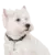 Kit Amigo Perruno en internet