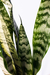 ESPADAS - comprar online
