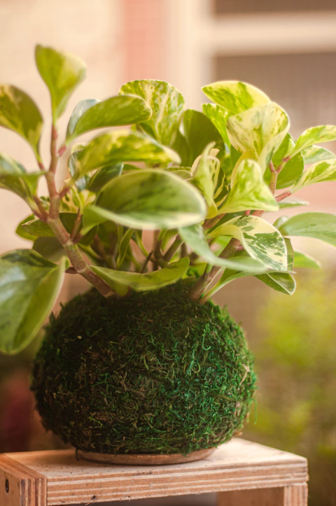 PEPERÔMIA - comprar online