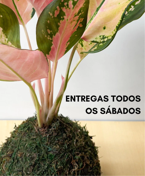 Carrossel 1
