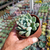 Pachyveria clavifolia Pote 9 na internet