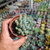 Pachyveria clavifolia Pote 9 - SUCULENTAS EM CASA