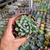 Pachyveria clavifolia Pote 9 - comprar online