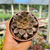 Echeveria Mina fosca Pote 9 - comprar online