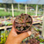 Echeveria Mina fosca Pote 9 na internet