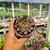 Echeveria Mina fosca Pote 9 - loja online