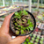 Anacampseros rufescens Pote 9 - comprar online