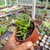Rhombophyllum dolabriforme 'Elkhorn' Pote 9 - SUCULENTAS EM CASA