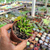 Rhombophyllum dolabriforme 'Elkhorn' Pote 9 - loja online