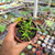 Imagem do Rhombophyllum dolabriforme 'Elkhorn' Pote 9
