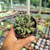 Adromischus poellnitzianus Pote 9 - SUCULENTAS EM CASA