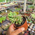 Sedum dasuh Pote 9 - loja online