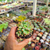 Sedum dasuh Pote 9 na internet