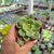 Echeveria Avocado Cream Pote 9 - loja online