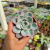 Pachyveria orpet Pote 9 - comprar online