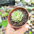 Echeveria ben badis Pote 9 - SUCULENTAS EM CASA