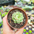 Echeveria ben badis Pote 9 - loja online