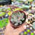 Echeveria dark ice Pote 9 - loja online